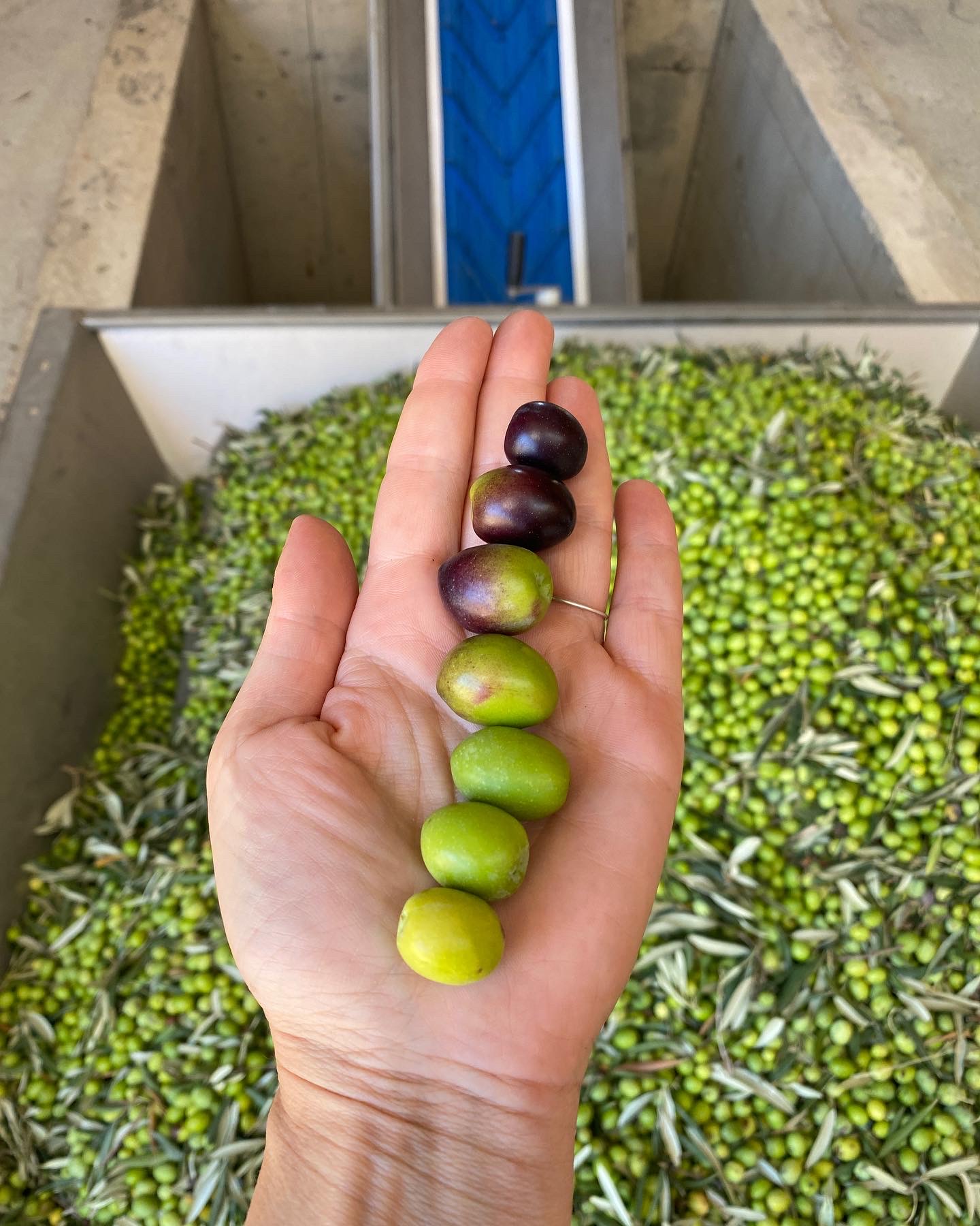 Elle Zeytin Hasadı